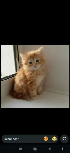 Gato persa