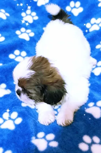 Filhote de Shih tzu macho
