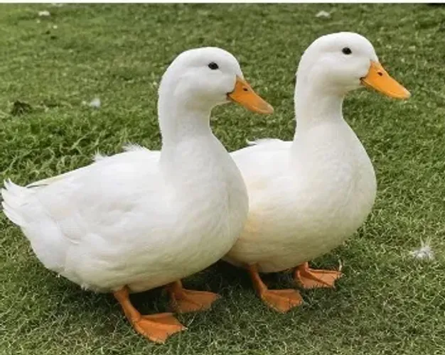 Marreco Pequim - Casal R$300 | Lindos e Saudáveis