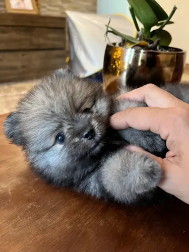 Spitz Alemão - Lulu da Pomerânea 