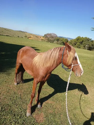 Égua Alazã 6 anos