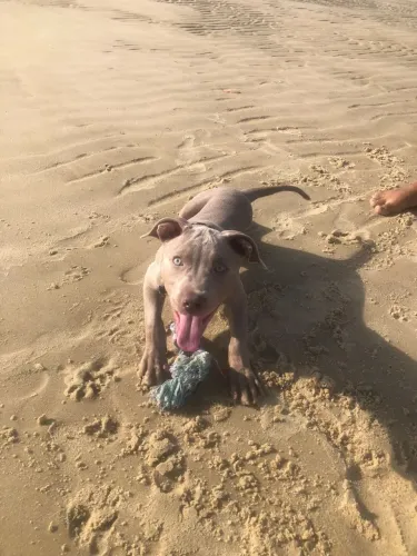 Pitbull Monster Fêmea 2 Meses $600