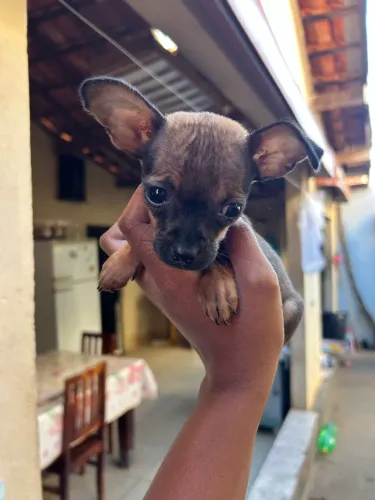 Filhote de Pinscher