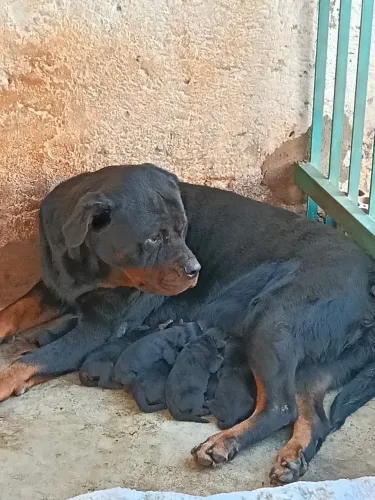 Rottweiler legítimo