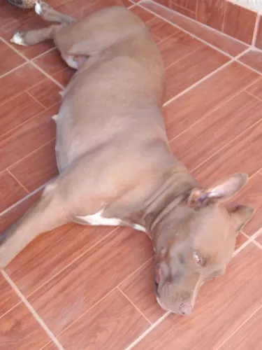 Vende -se filhote de Pit bull 300 reais vacinado e vermifungado com cartão de vacina