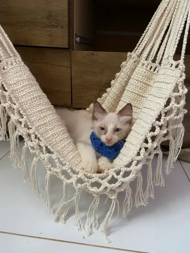 Gatinho para doação 