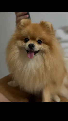Spitz procura namorada