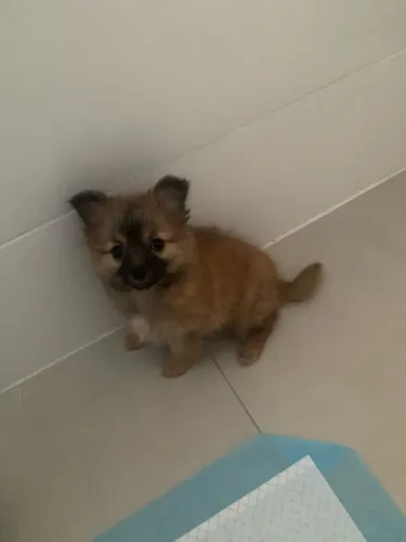Vendo fêmea de Lulu com 4 meses com a primeira vacina 