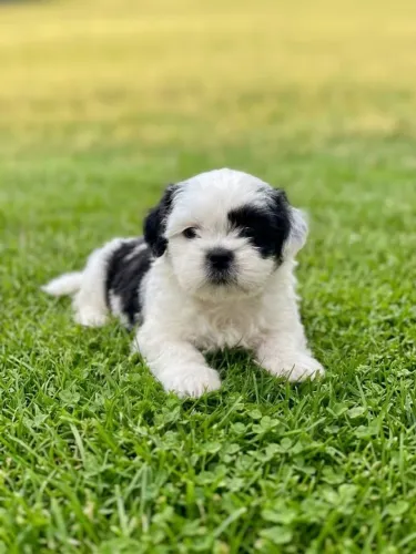 Shih tzu macho