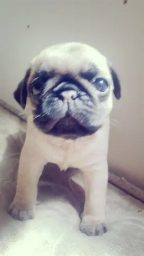 Pug Saudável e Bem-Cuidado ? Conheça de Perto em Nossa Loja