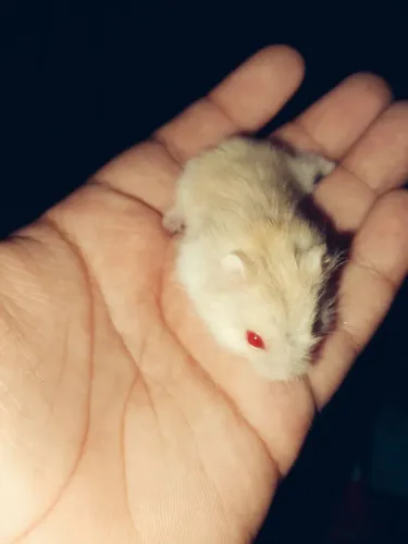 Hamster