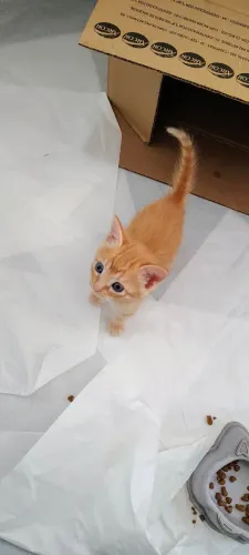 Filhote Fêmea Gato