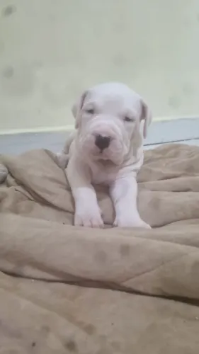Filhotes de Dogo Argentino