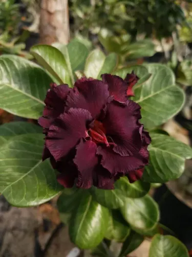 Muda rosa do deserto negra L-14 - 5 anos