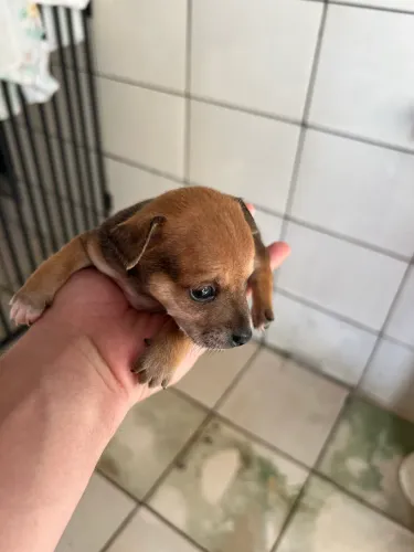 Vendo Pinscher