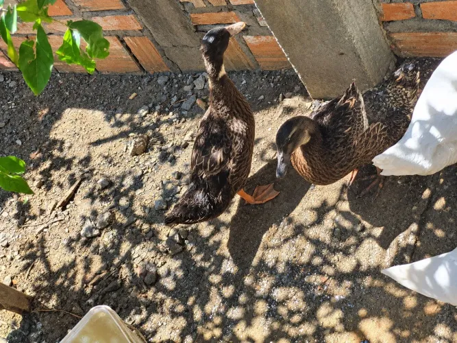 Vendo Casal de marreco Rouen ou troco por galinhas de raça tbm