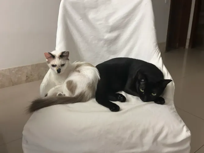 procura babá pro seu pequeno ou pet?