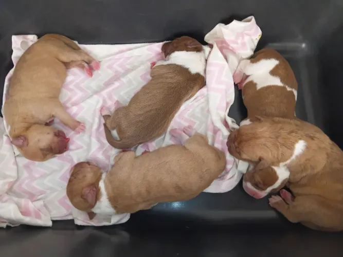 Vende-se filhote de Pitbull , ainda esta com 3 dias de nascimento