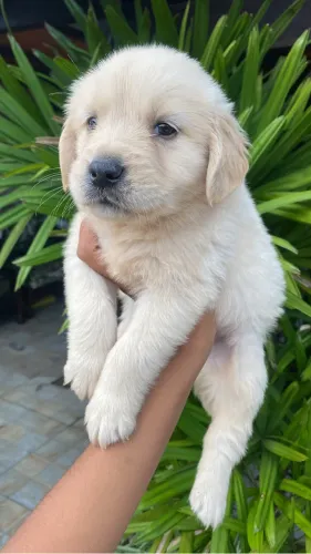 De uma estrutura linda e muito carinhosos / o Golden Retriever tem uma personalidade 