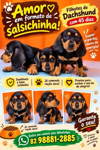 Filhotes salsicha pedigree