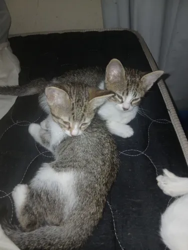 Doação de gatos
