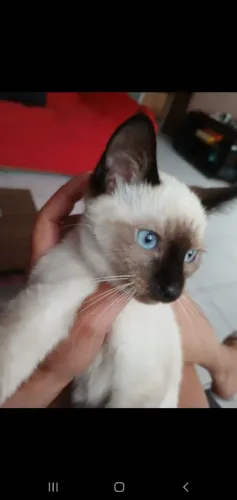 Filhotes de gato siamês legítimos dos olhos azuis.