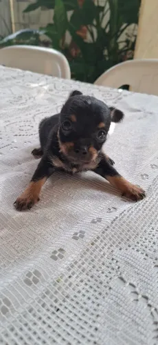 CACHORRO 