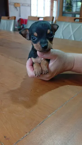 Vendo pinscher filhote macho
