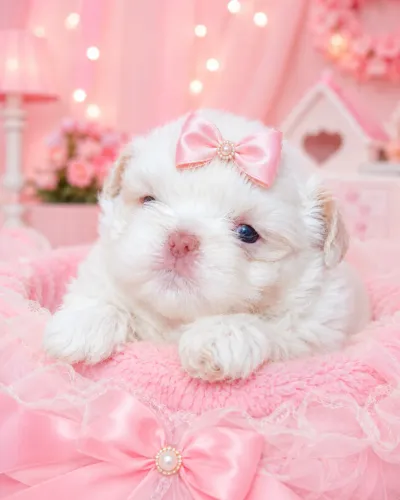Macho e fêmea shih-tzu miniatura linhagem chocolate/ para quem procura qualidade 