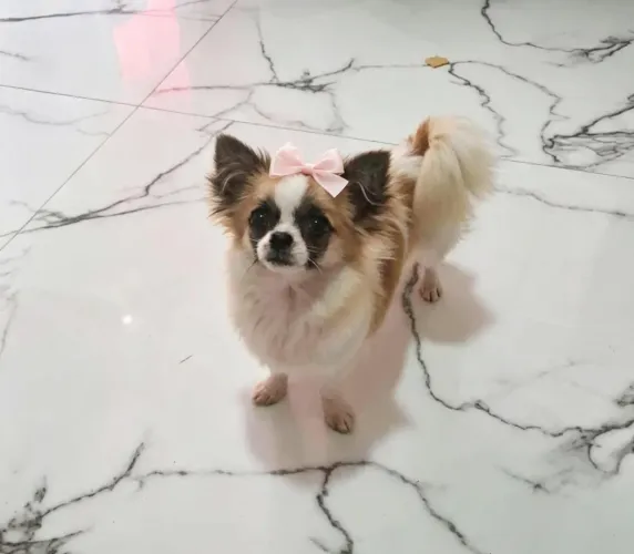 Cachorro