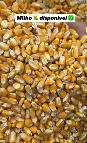 Venda Direto da Fazenda! (Milho,Farelo e Rações) sem Atravessadores