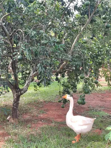 Casa em Condomínio de Chácaras no Residencial Califórnia em Santo Antônio de Goiás
