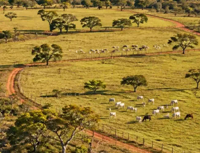 Fazenda de 100 alqueires em Niquelândia GO com nascentes e cachoeiras