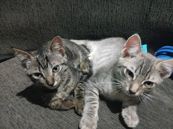 Filhotes de 2 meses