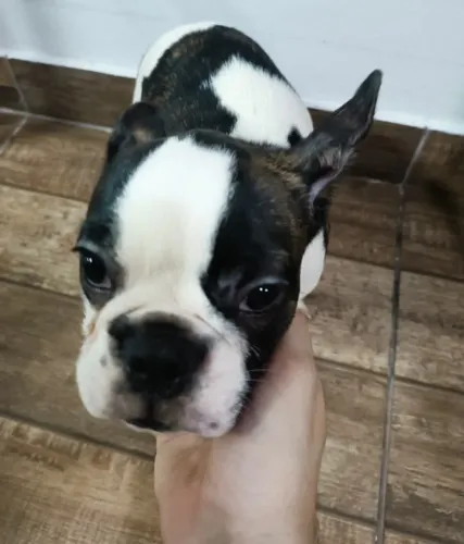 Bulldogue Francês
