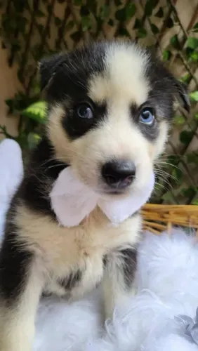 Filhote de Husky Siberiano o filhote que impressiona pela beleza e elegância