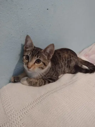 Gatinha brincalhona
