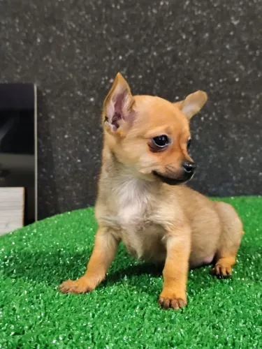Pinscher Macho