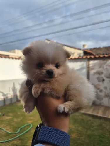 Linda Lulu da Pomerânia Fêmea - Muito Fofa e Carinhosa