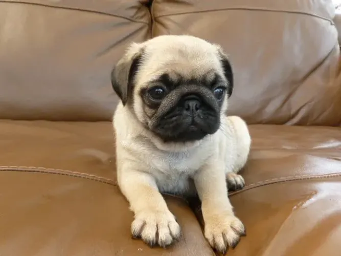 Pug Fêmea e Macho 