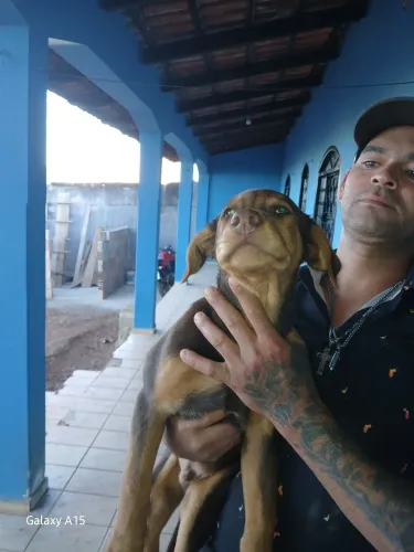 Filhotes do cachorro labrador Doação 