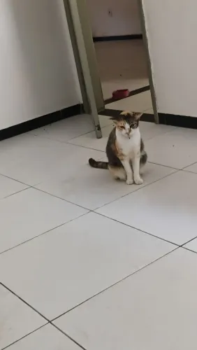 Gata castrada mansinha