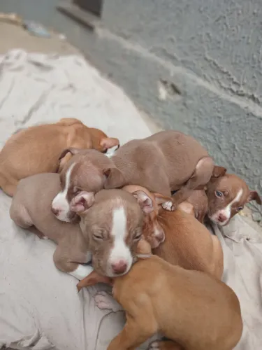 Pitbulls barato pra sair logo