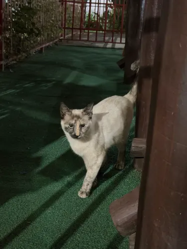 Gato