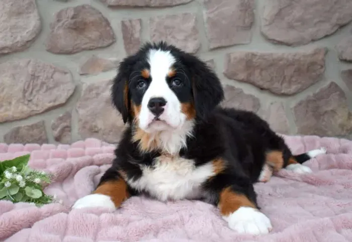 Bernese lindos esperando um novo lar! Me chama no WhatsApp para fotos.