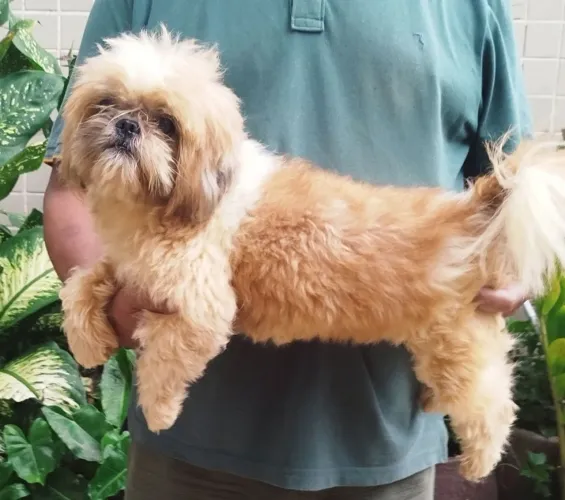 Casal shihtzu