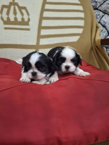Shih tzu filhotes Canil Queens World