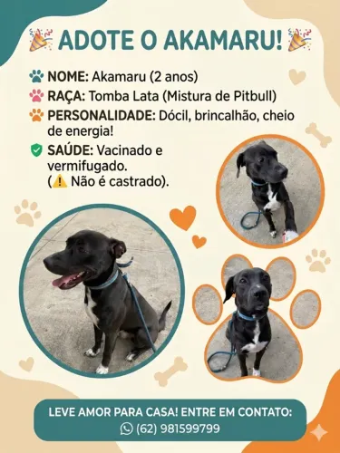 Cachorro para adoção. Vira lata com pitbull.