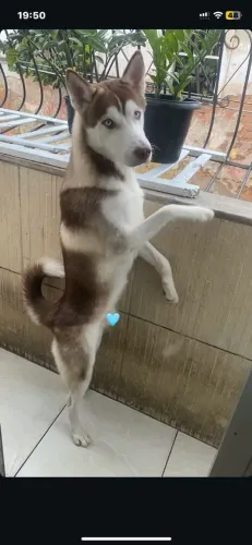 Vende se husky siberiano 
