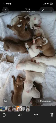 Filhote pitbull